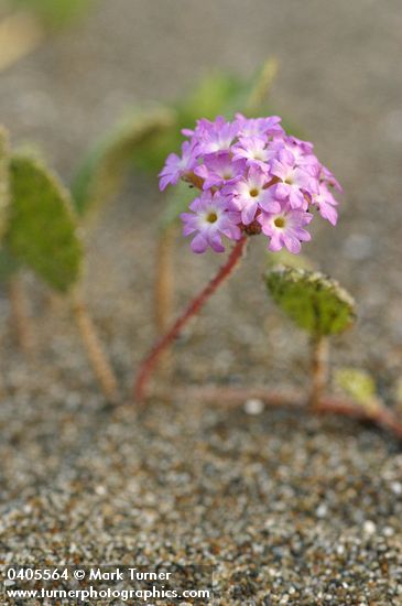 Pink Sand Verbena