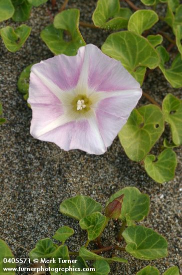 Beach Morning Glory blossom & foliage detail