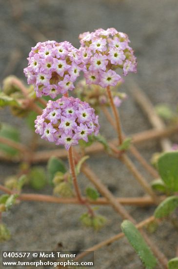 Pink Sand Verbena