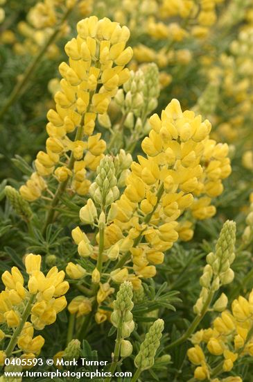 Tree Lupine blossoms & foliage detail
