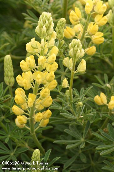 Tree Lupine blossoms & foliage detail