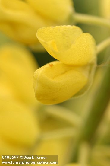 Tree Lupine blossom extreme detail