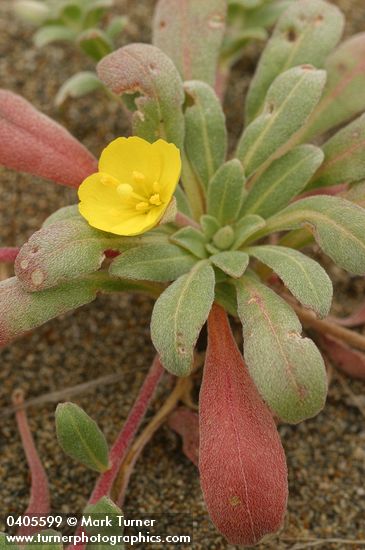 Beach Evening Primrose