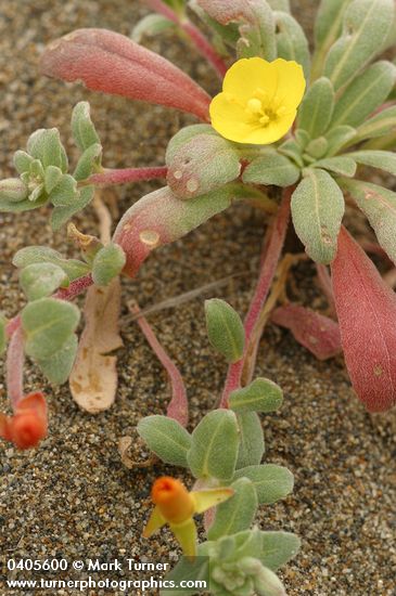 Beach Evening Primrose