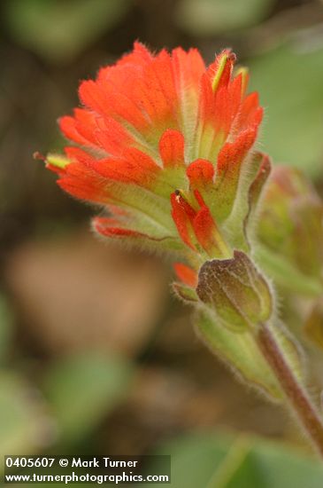 Mendocino Indian Paintbrush bracts & blossoms detail