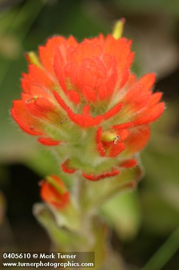 Mendocino Indian Paintbrush bracts & blossoms detail