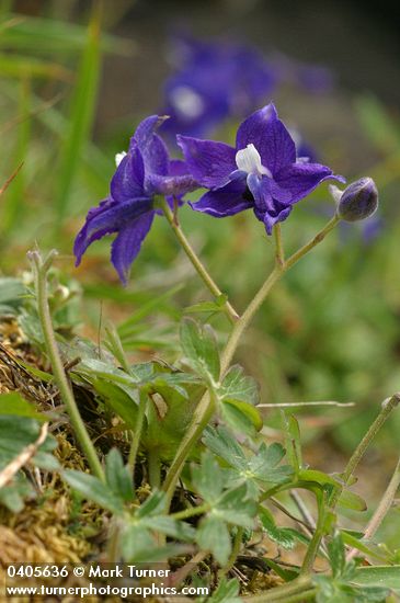 Coastal Larkspur
