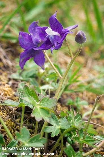 Coastal Larkspur