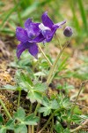 Coastal Larkspur