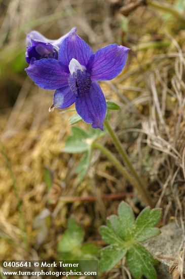 Coastal Larkspur