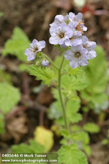 Bolander's Phacelia