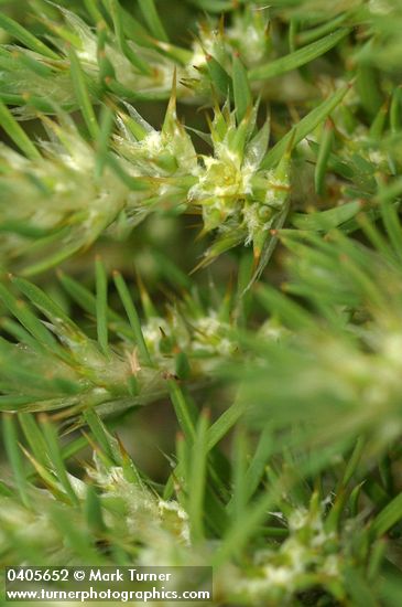 Sandmat Cardionema blossoms & foliage