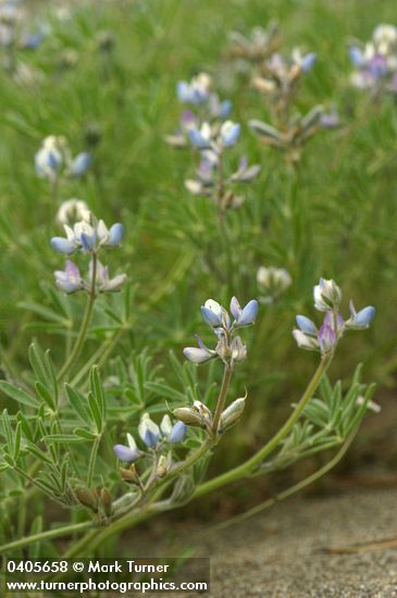 Miniature Lupine