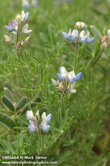 Miniature Lupine blossoms, foliage & immature fruit