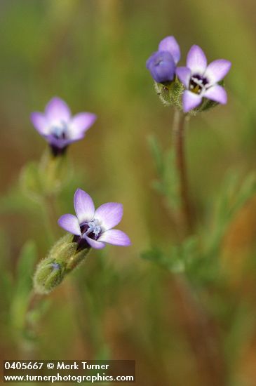 Spreading Sand Gilia blossoms