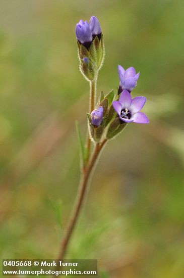Spreading Sand Gilia blossoms