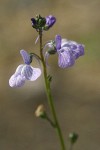 Blue Toadflax blossoms detail