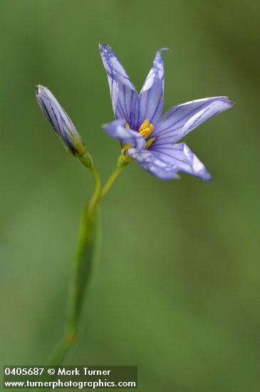 Blue-eyed Grass blossom