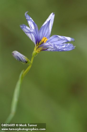 Blue-eyed Grass blossom
