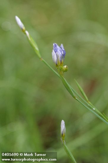Blue-eyed Grass