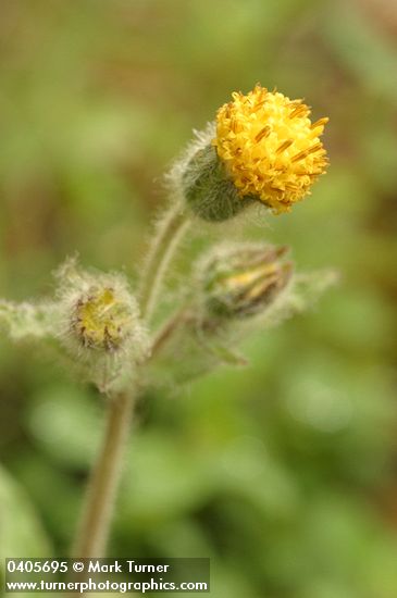 Rayless Arnica blossom detail