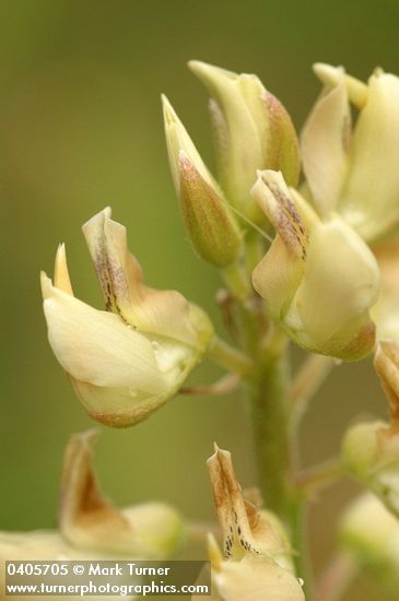 Sickle-keeled Lupine blossoms detail