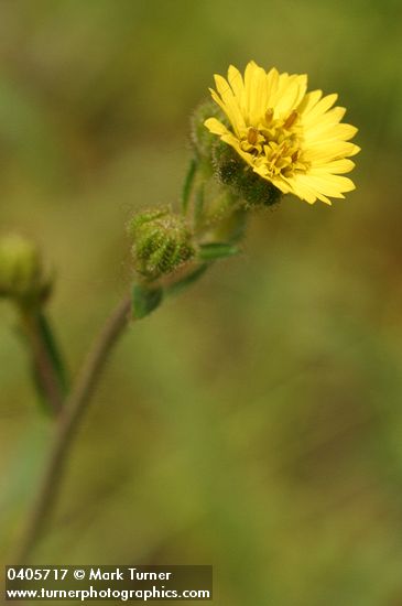 Slender Tarweed blossom
