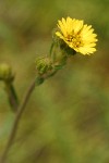 Slender Tarweed blossom