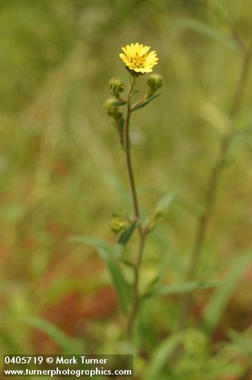 Slender Tarweed