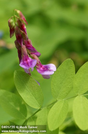 Purple Peavine blossoms & foliage detail