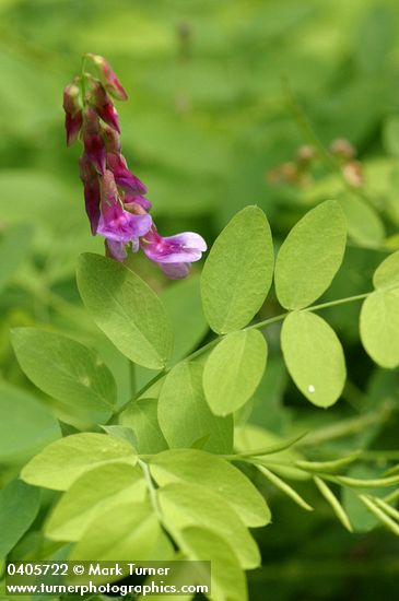 Purple Peavine blossoms & foliage detail