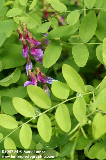 Purple Peavine blossoms & foliage