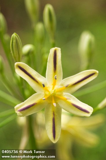 Pretty Face blossom detail