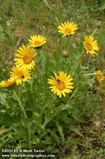 Narrowleaf Mule Ears