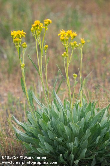 Siskiyou Mountains Ragwort