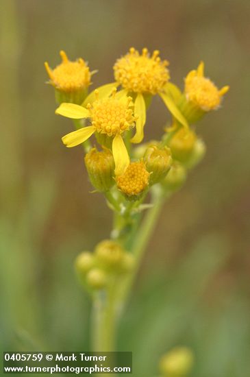 Siskiyou Mountains Ragwort blossoms detail