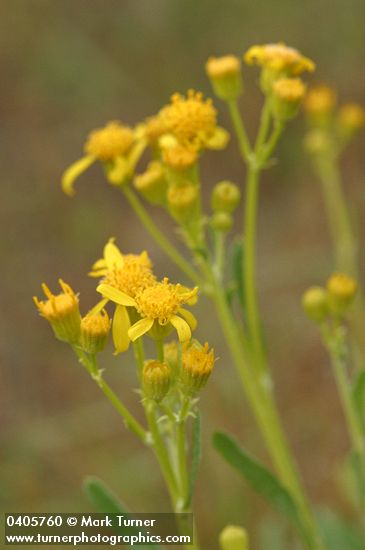 Siskiyou Mountains Ragwort blossoms