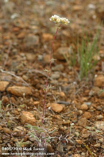 Carrot-leafed Horkelia