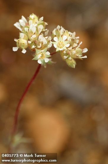 Carrot-leafed Horkelia blossoms