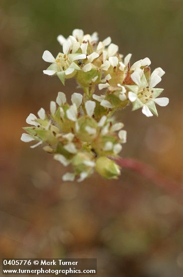 Carrot-leafed Horkelia blossoms