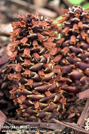 California Groundcone