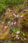 Lewisia cotyledon var. howellii