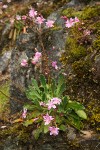 Lewisia cotyledon var. howellii