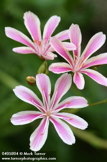 Lewisia cotyledon var. howellii blossoms detail