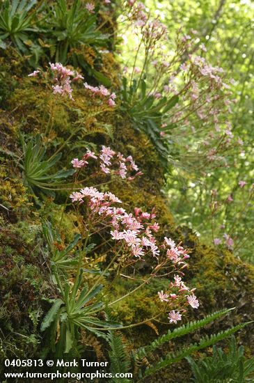 Lewisia cotyledon var. howellii