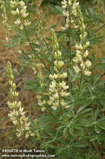 Sickle-keeled Lupine