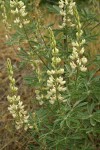 Sickle-keeled Lupine
