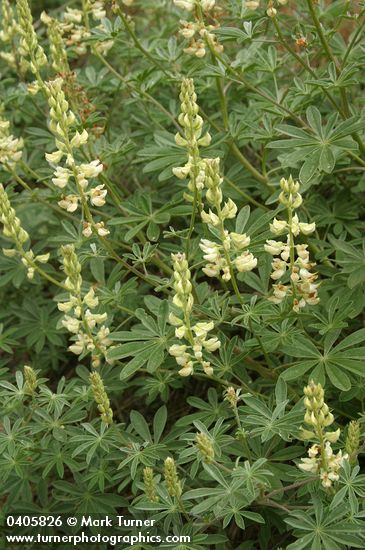 Sickle-keeled Lupine blossoms & foliage