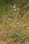 Cobwebby Thistle