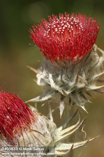 Cobwebby Thistle blossoms